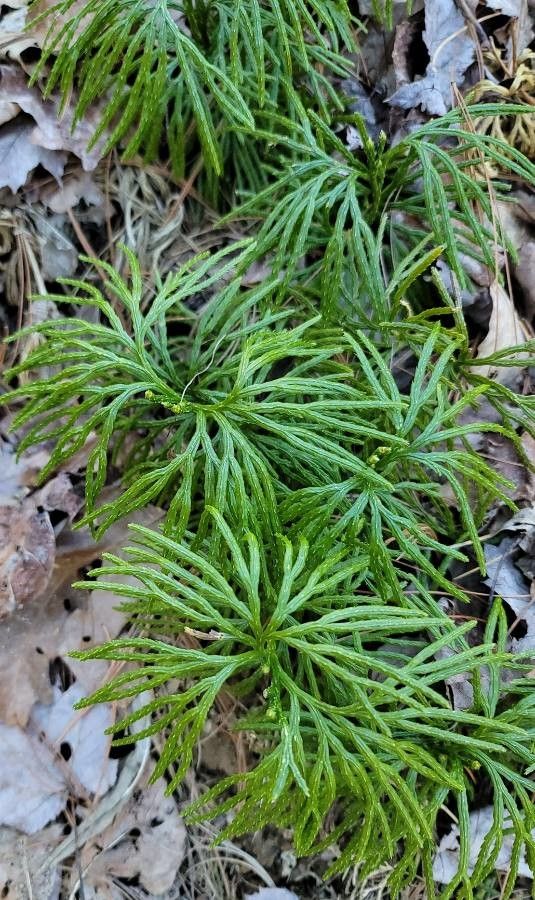 Diphasiastrum digitatum — search result for 'Lycopodium'