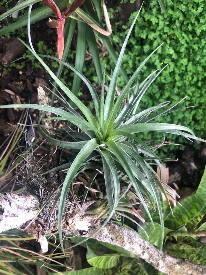 Tillandsia stricta leaf