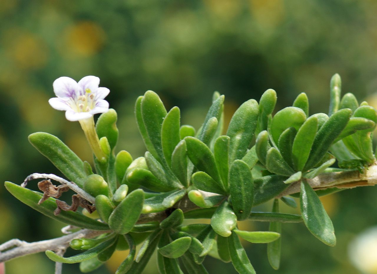 Lycium schweinfurthii habit
