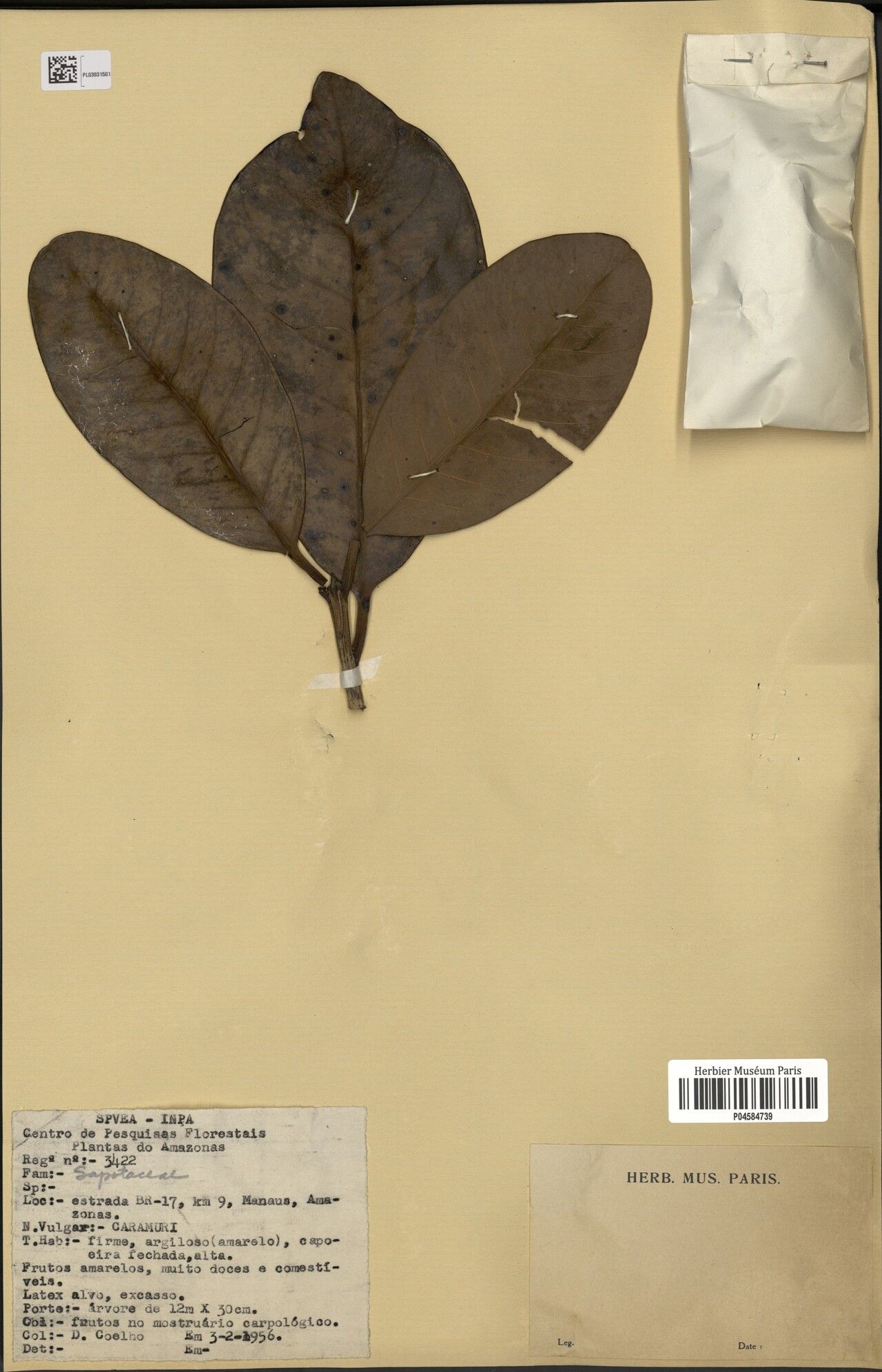 Pouteria opposita leaf