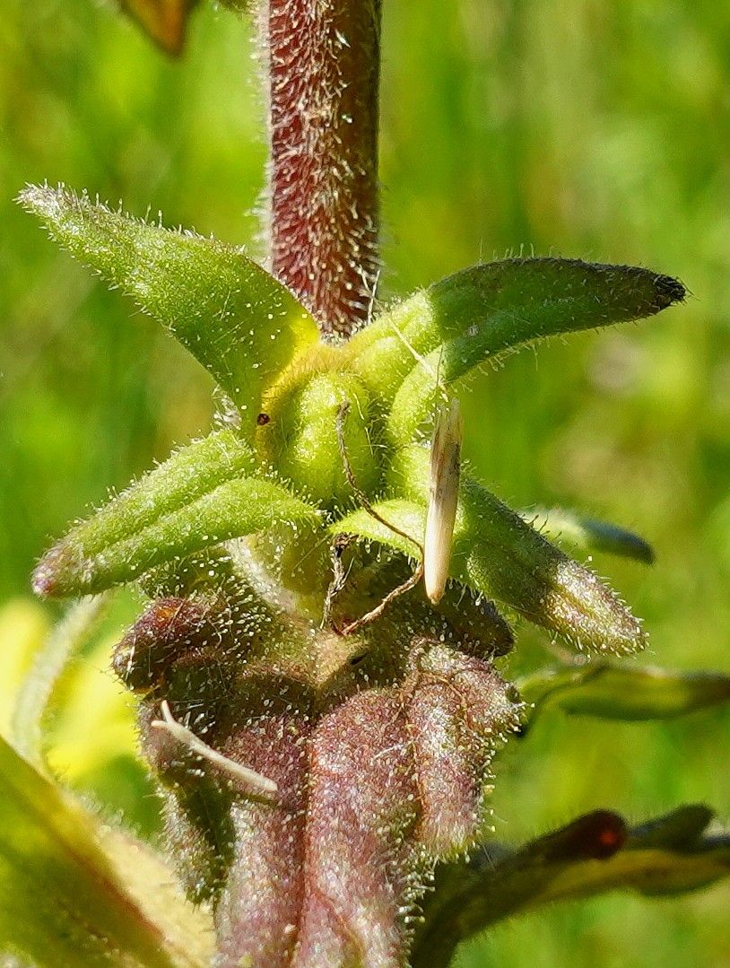 Parentucellia viscosa fruit
