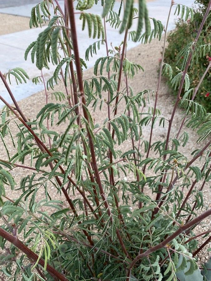 Desmanthus velutinus leaf