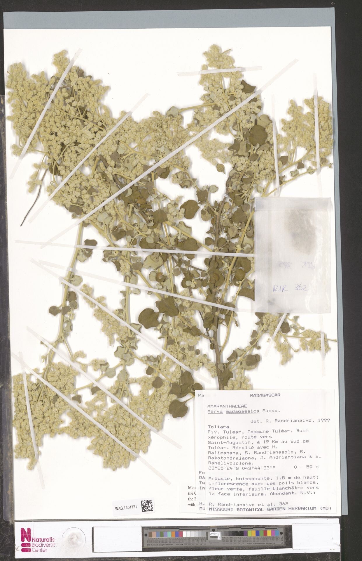 Aerva madagassica — related species from the same genus