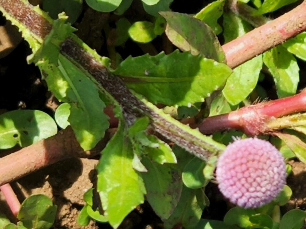 Sphaeranthus suaveolens leaf