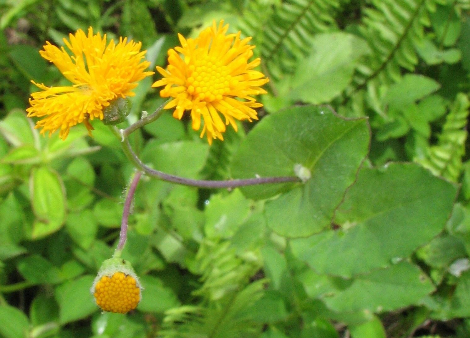 Emilia lisowskiana — search result for 'Emilia'