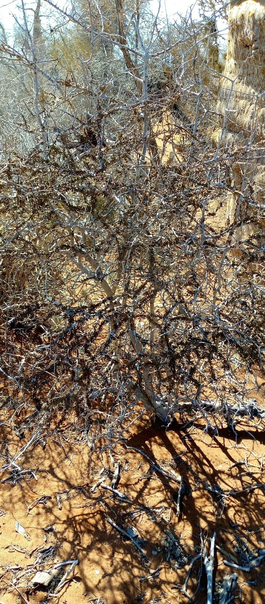 Diospyros manampetsae habit