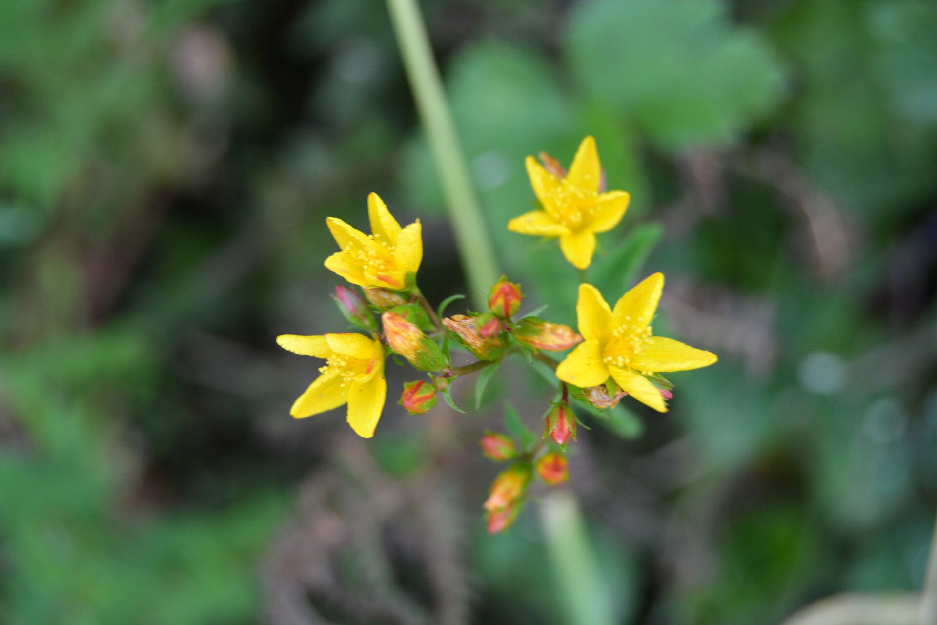 Hypericum undulatum flower