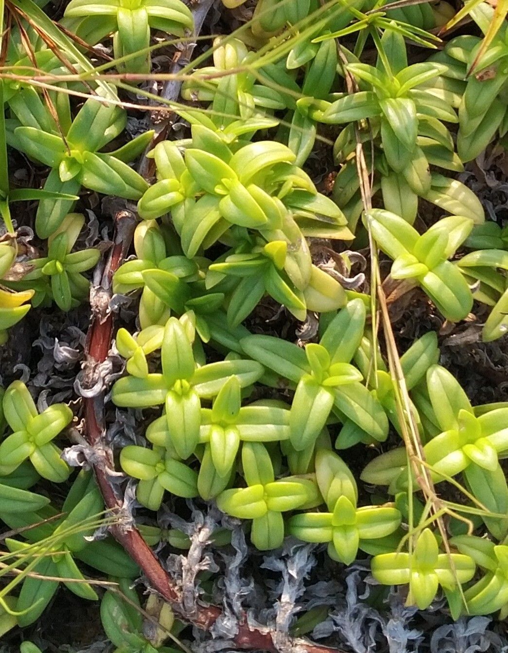 Hexasepalum vaginale — houseplant care guide