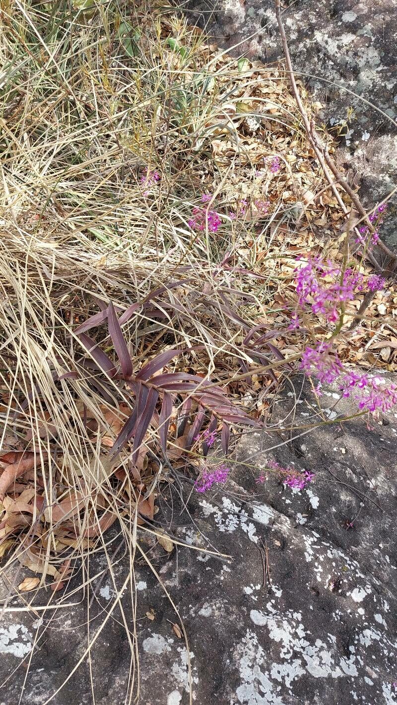 Epidendrum campestre habit
