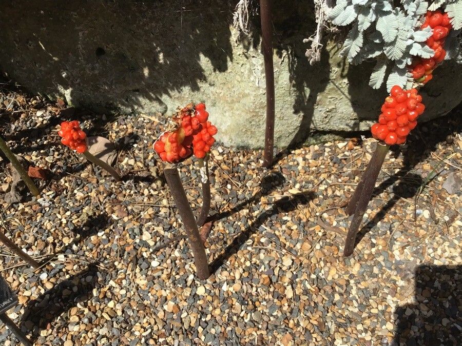 Arum concinnatum fruit
