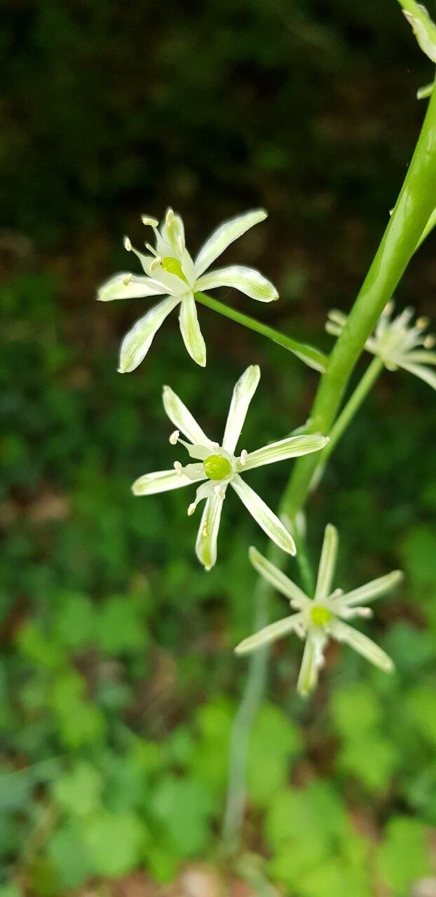Loncomelos pyrenaicus flower