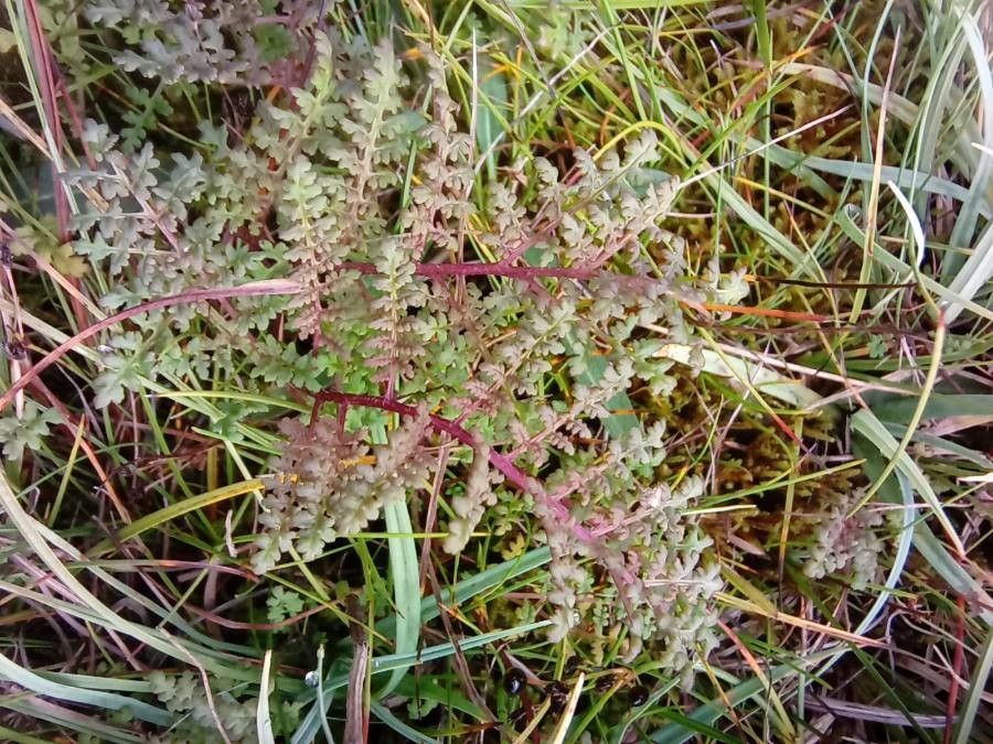 Pedicularis palustris leaf