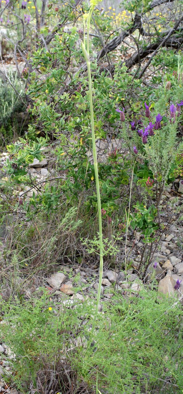 Thapsia foetida habit