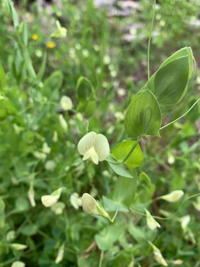 Lathyrus aphaca flower