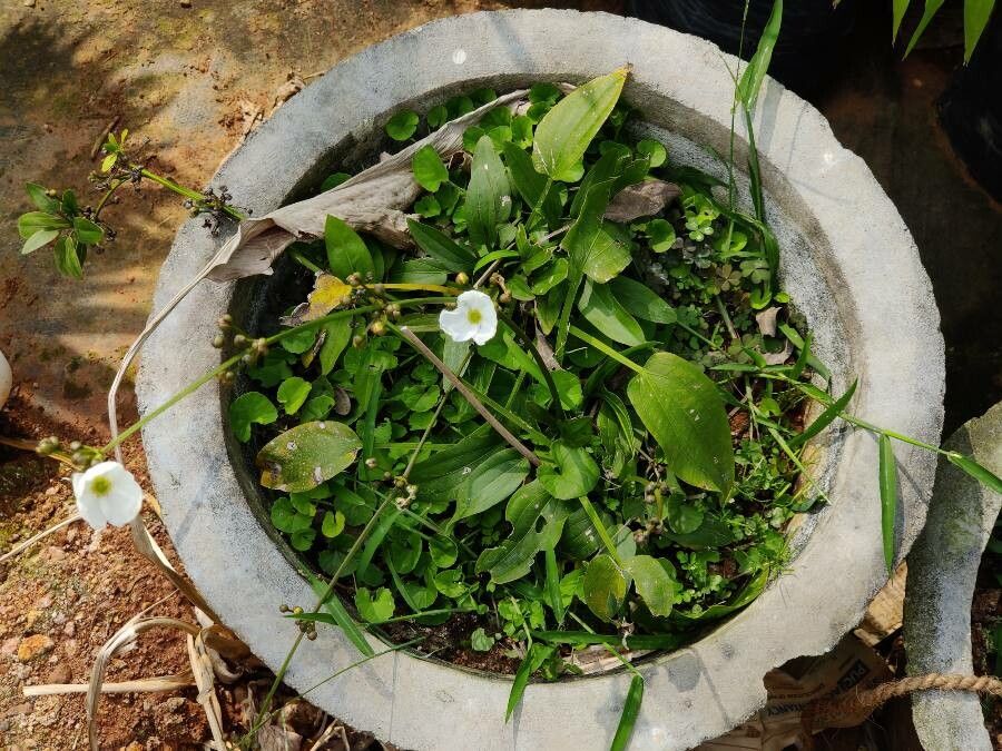 Echinodorus palifolius — search result for 'Alismataceae'