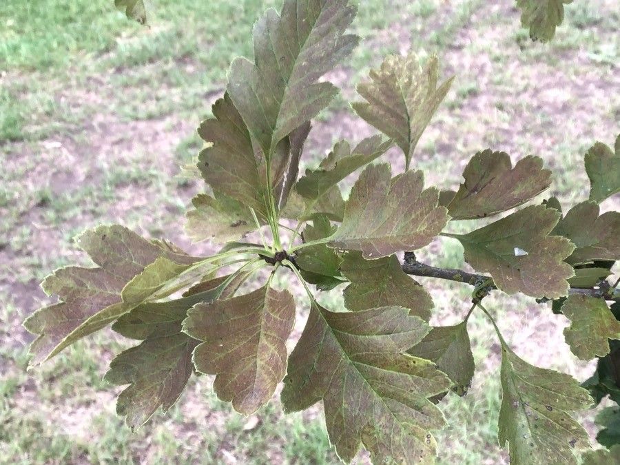 Crataegus wilsonii leaf