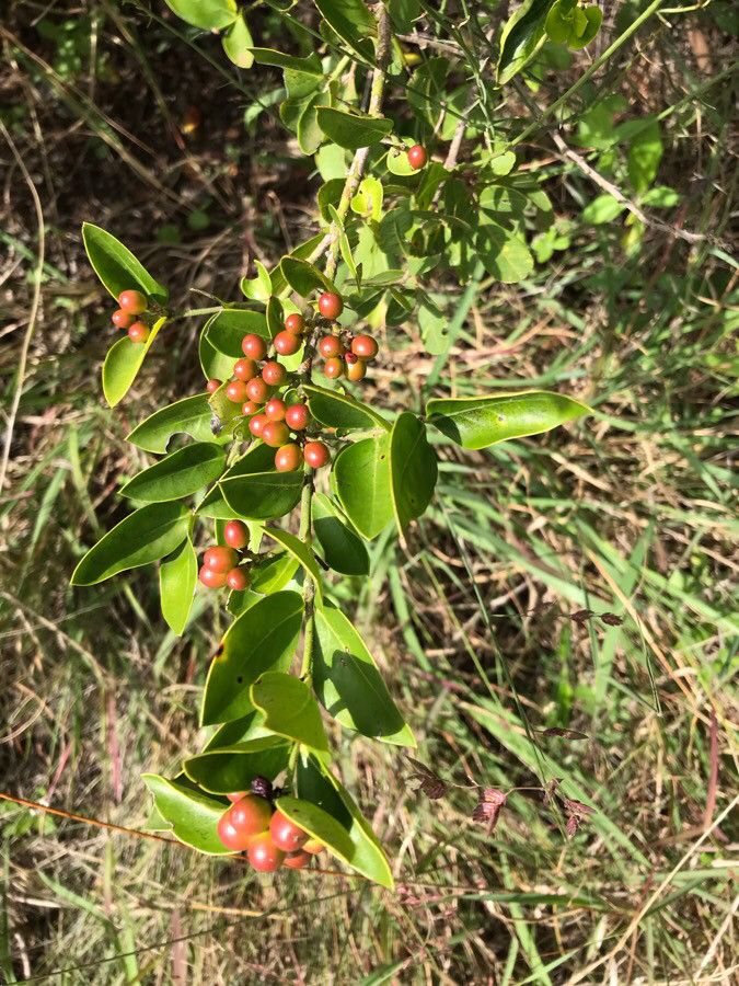 Carissa spinarum fruit