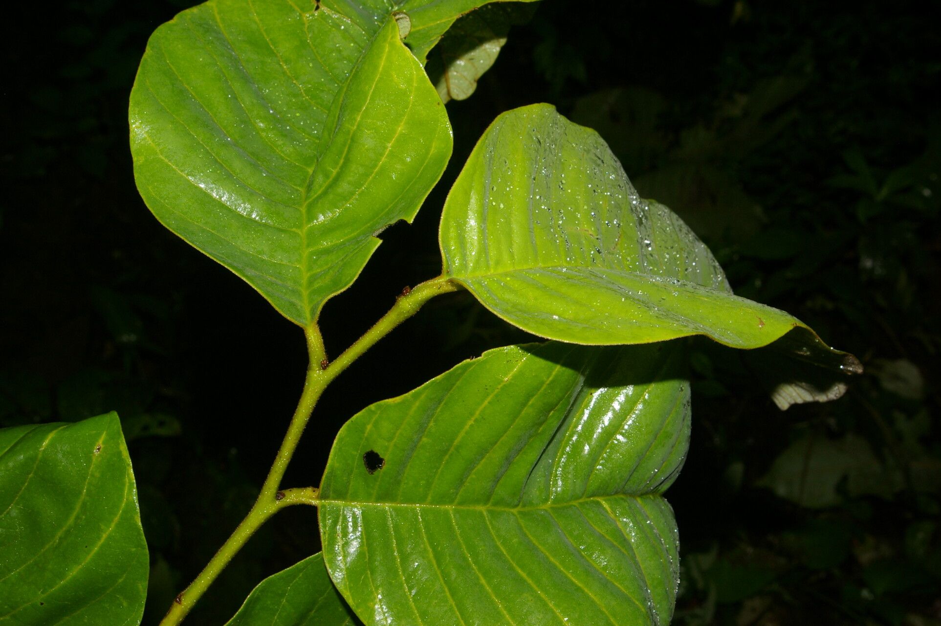 Annona danforthii leaf
