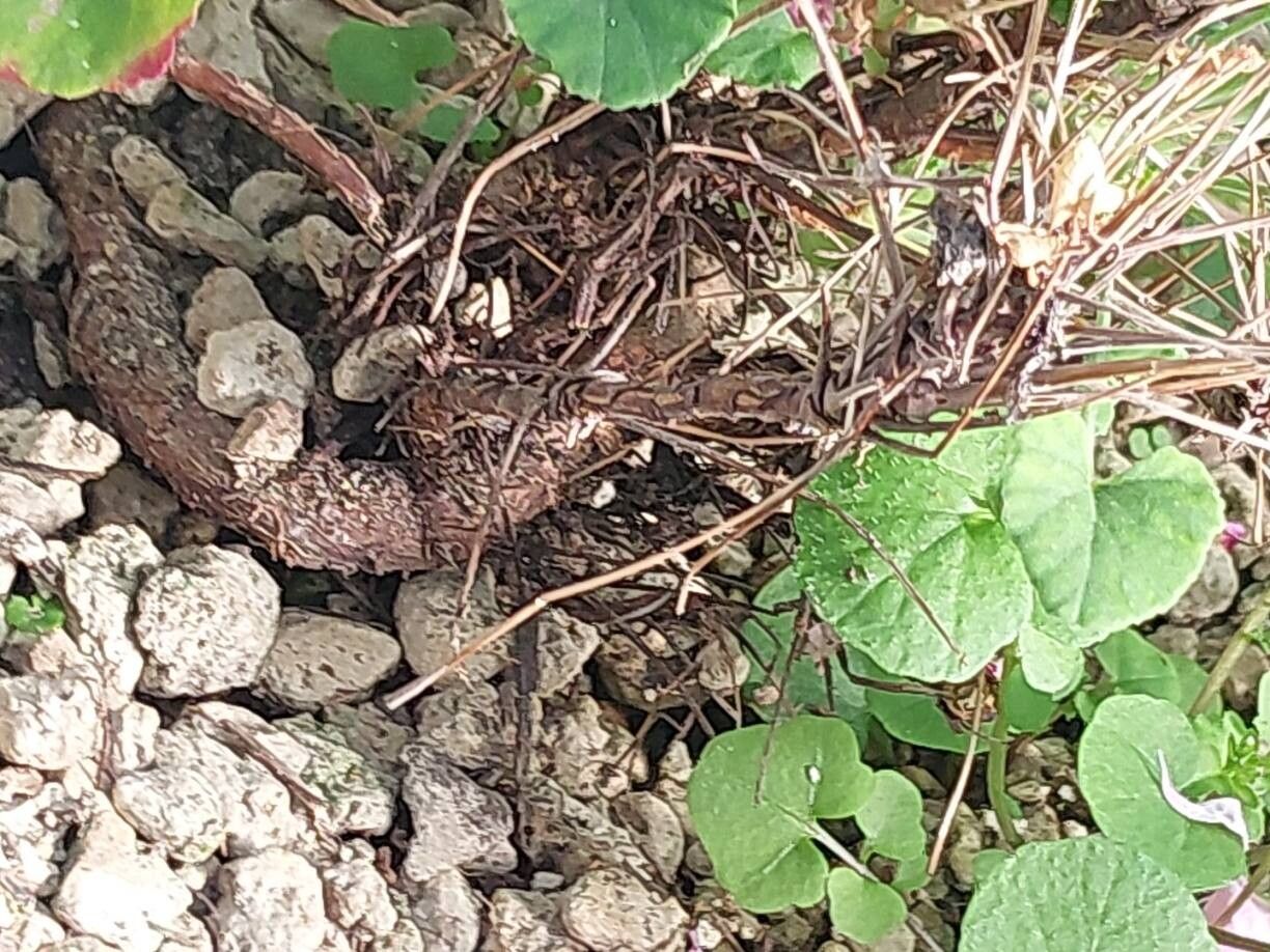 Pelargonium dichondrifolium bark