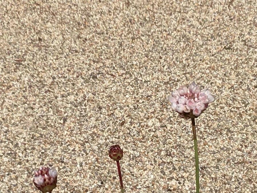 Armeria pseudoarmeria flower
