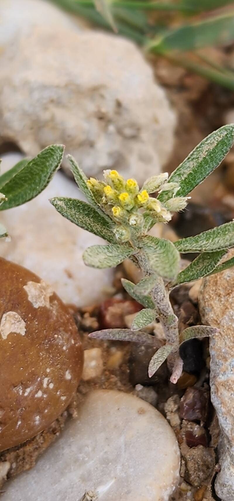 Alyssum szovitsianum flower