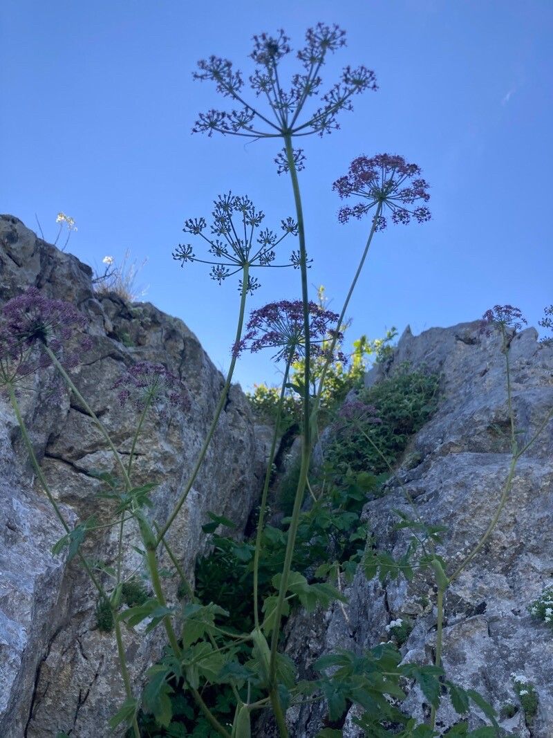 Laserpitium nestleri flower