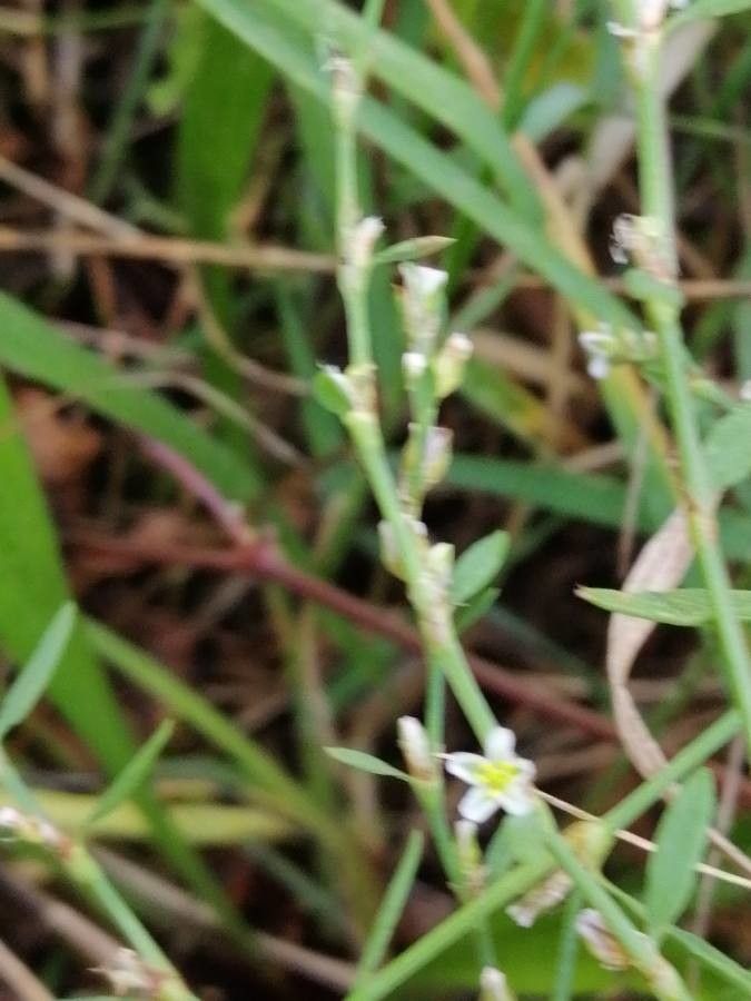 Polygonum bellardii flower
