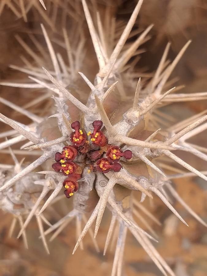 Euphorbia officinarum flower