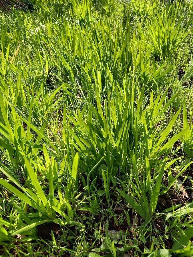 Freesia refracta habit