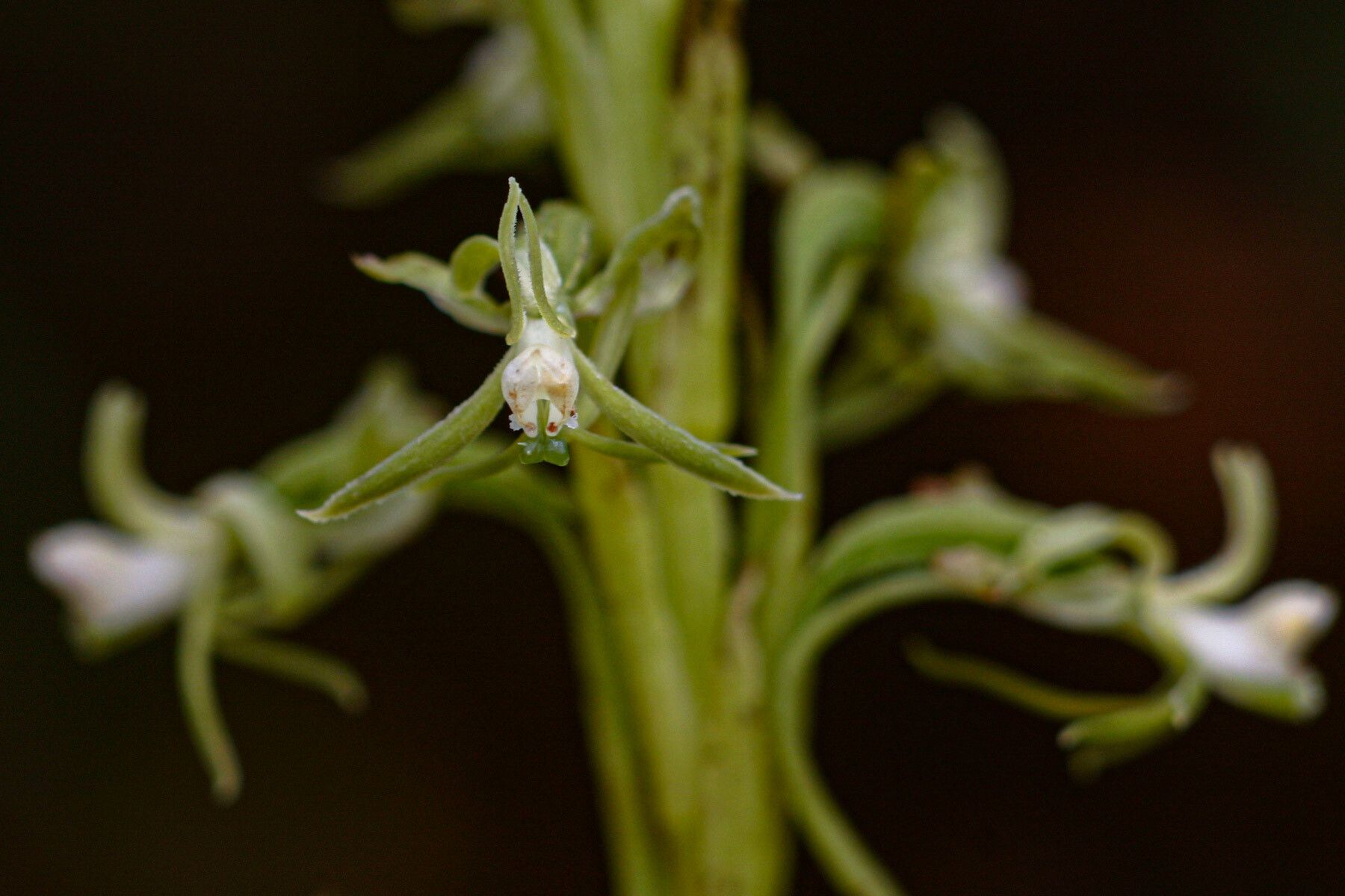 Habenaria macrostele — houseplant care guide