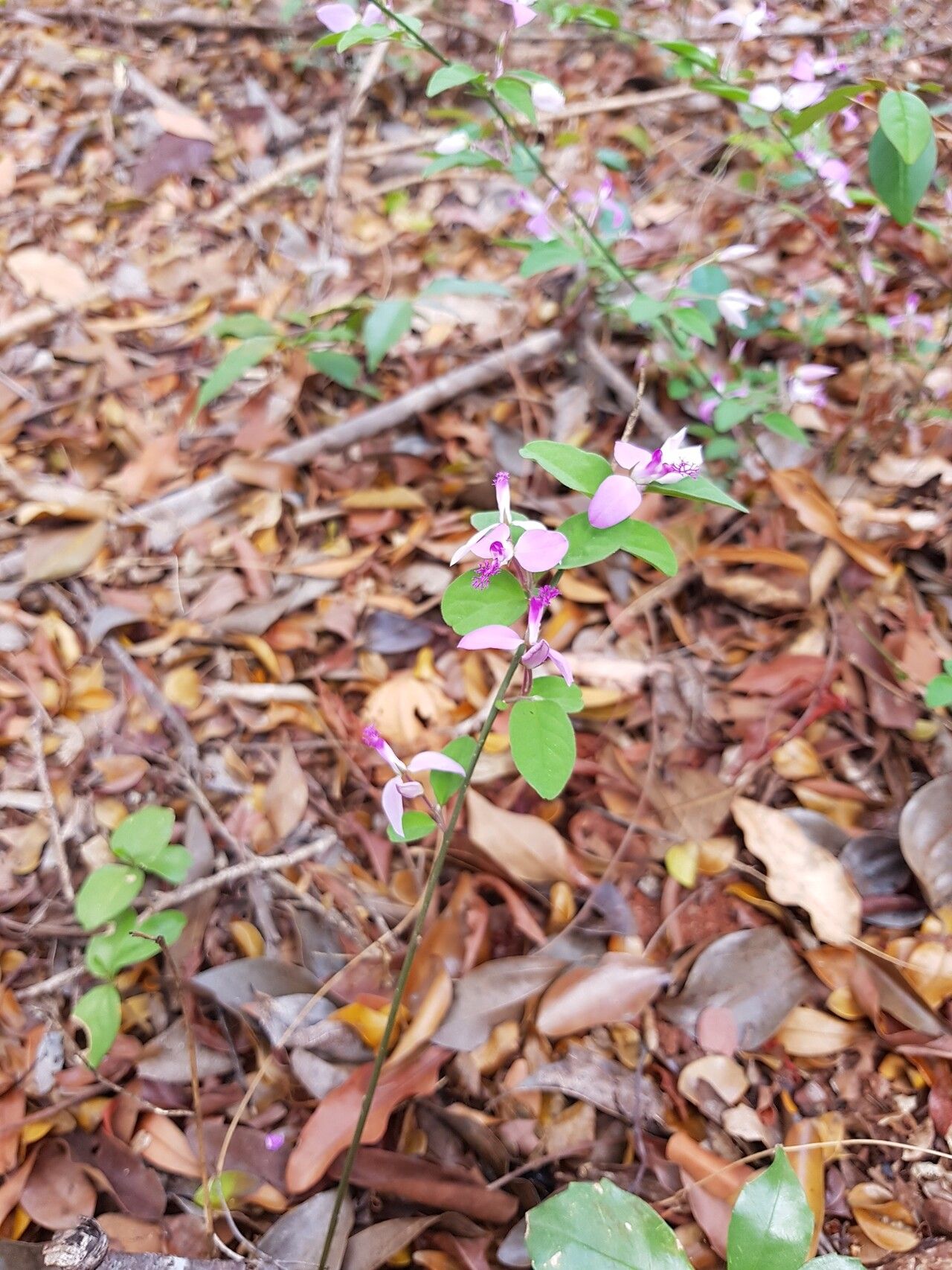 Polygala macroptera — search result for 'Polygala'