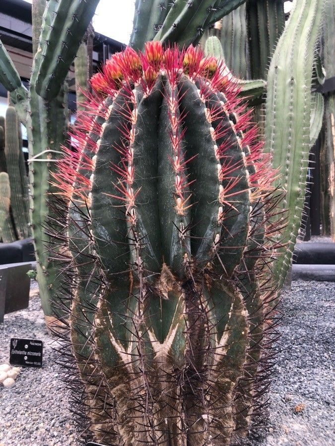 Ferocactus gracilis leaf