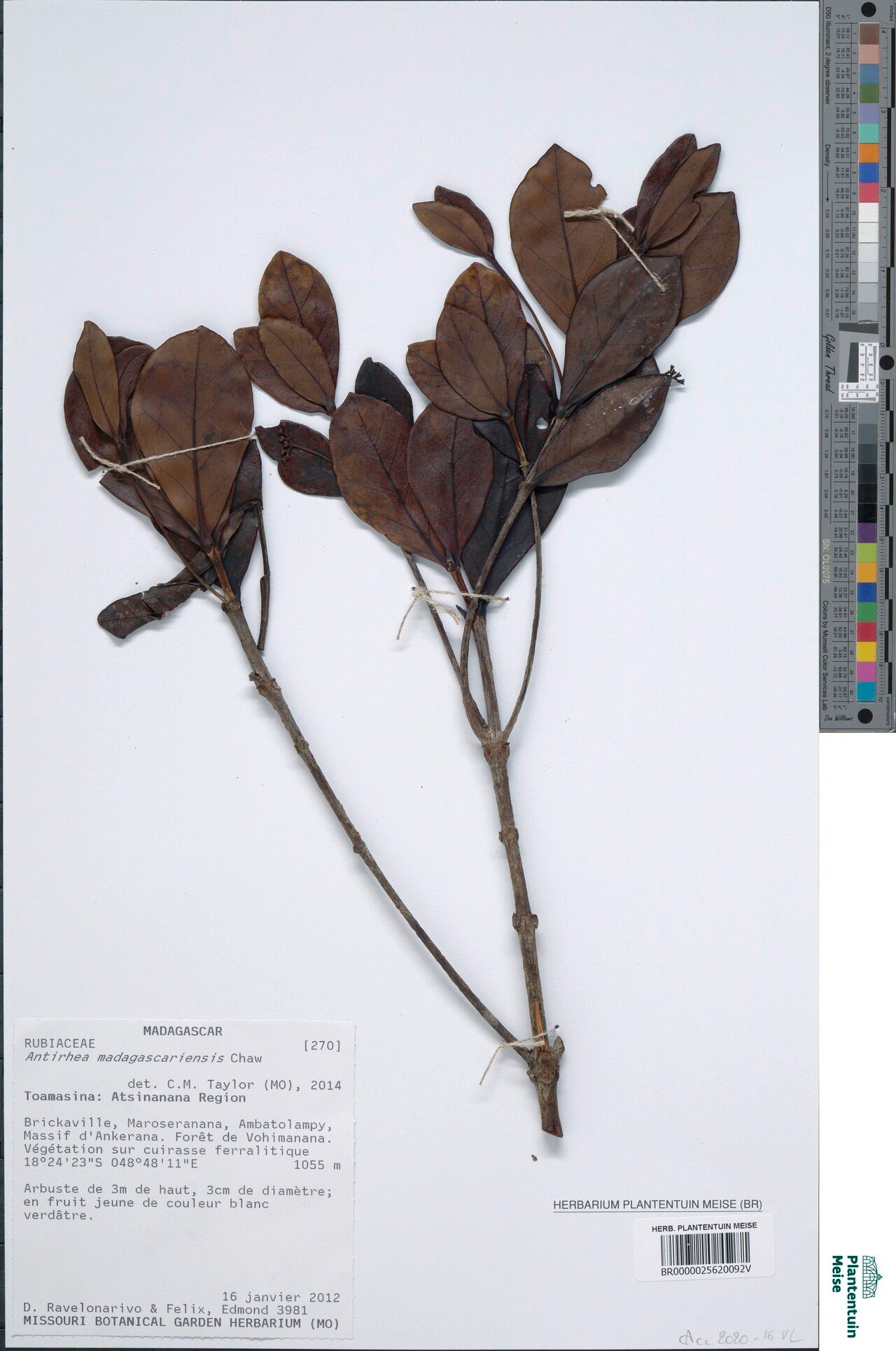 Antirhea madagascariensis — related species from the same genus