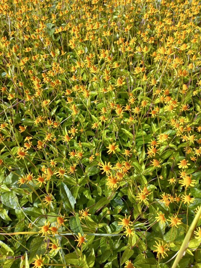 Acmella oppositifolia habit
