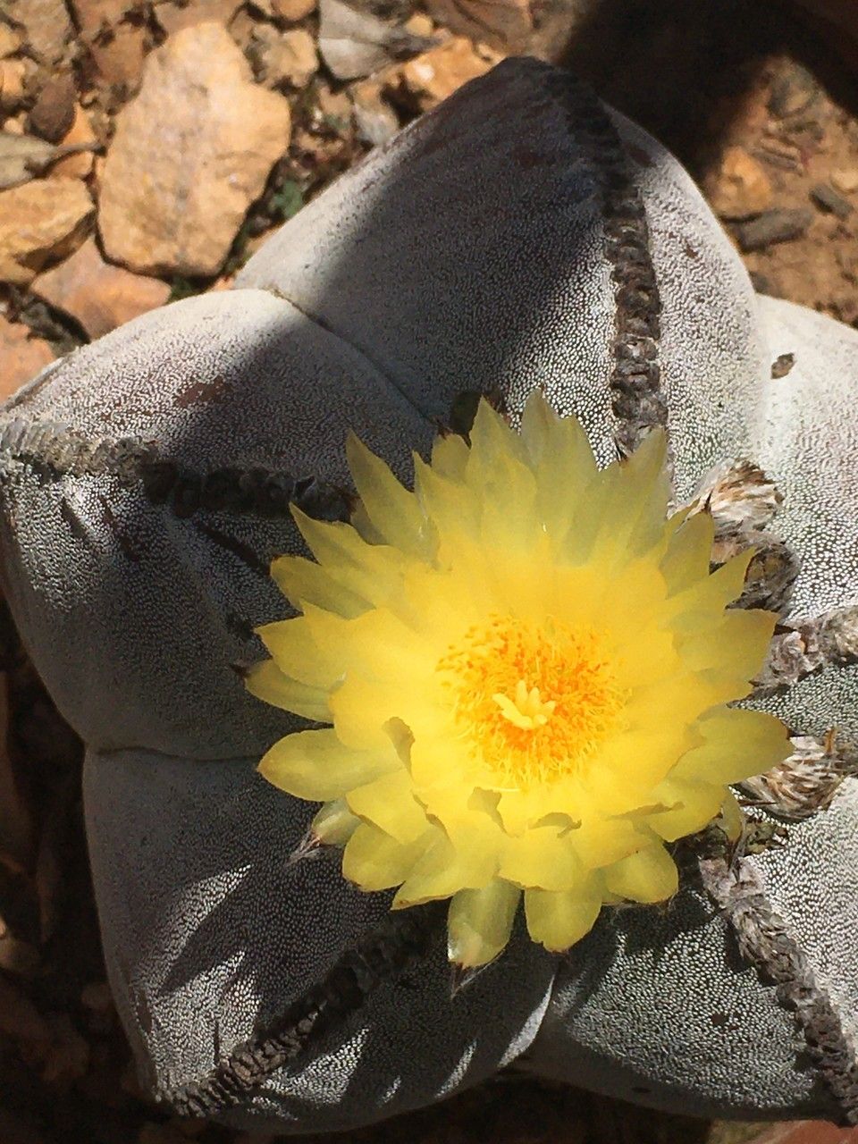 Astrophytum myriostigma flower