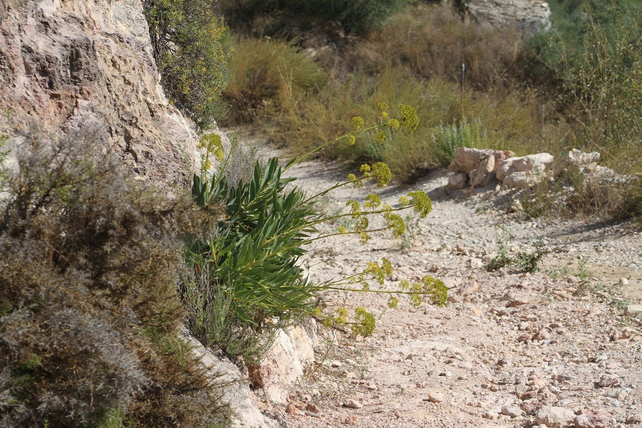 Bupleurum gibraltaricum flower