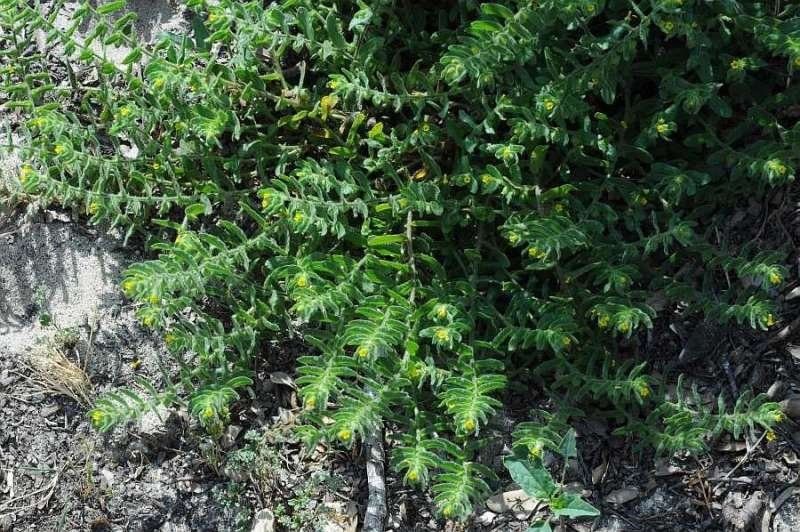 Alkanna lutea — related species from the same genus