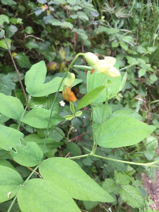 Lathyrus ochraceus — search result for 'Lathyrus'