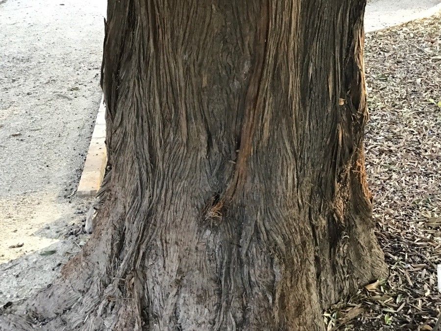 Podocarpus neriifolius bark