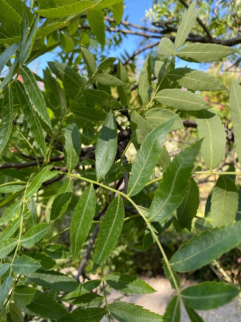 Juglans hindsii — search result for 'Juglans'