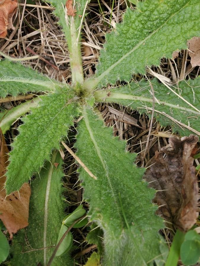 Cirsium brevistylum leaf