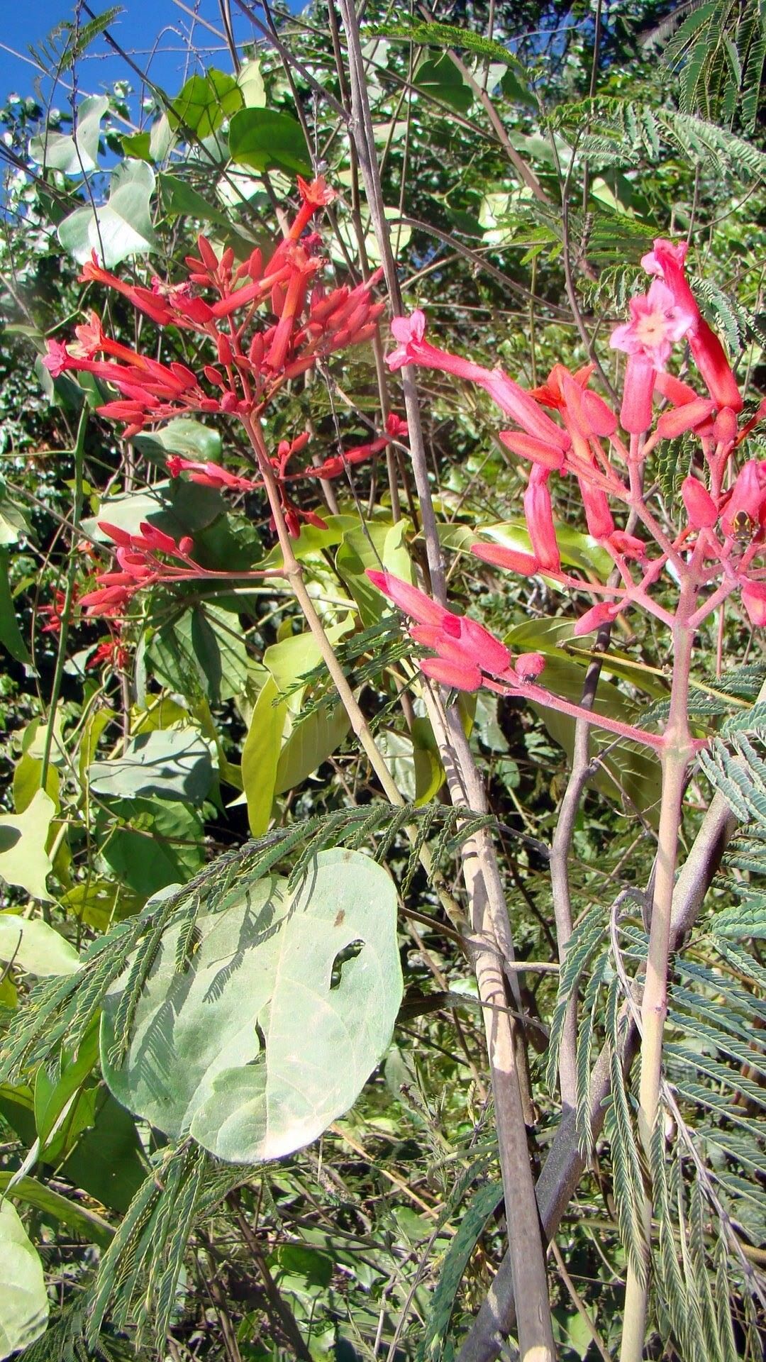 Fridericia ornithophila flower