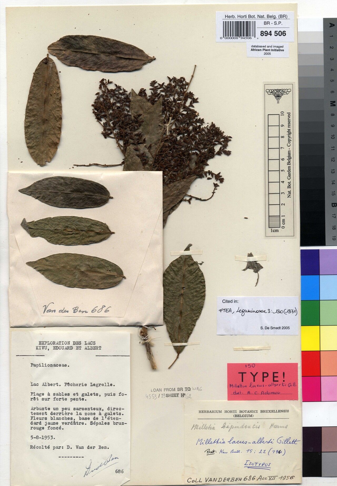 Millettia lacus-alberti — houseplant care guide