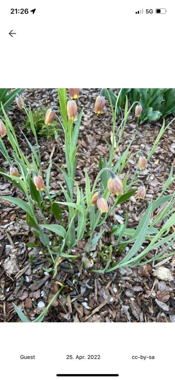 Fritillaria michailovskyi — search result for 'Fritillaria'