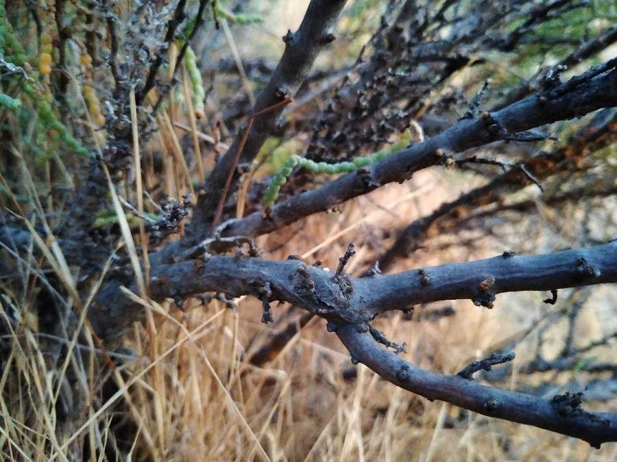 Allenrolfea occidentalis bark