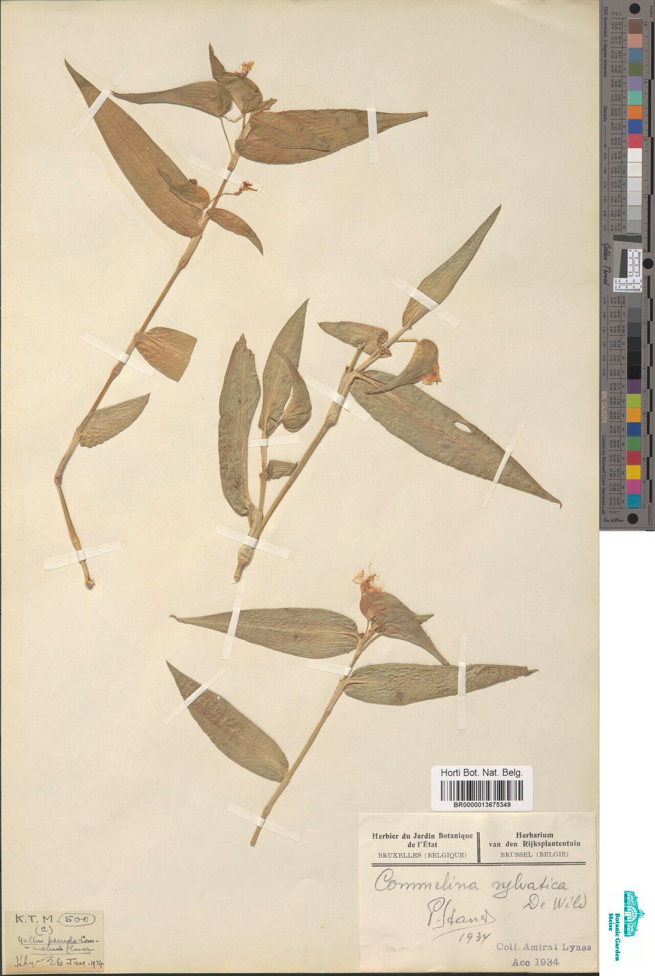 Commelina sylvatica — search result for 'Commelina'