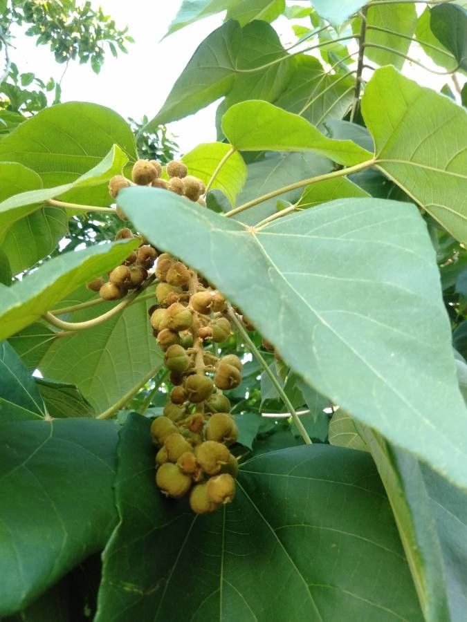 Melanolepis multiglandulosa fruit