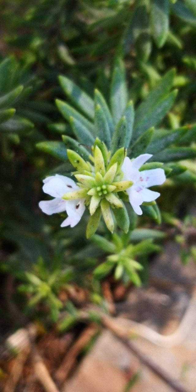 Sedum lineare flower