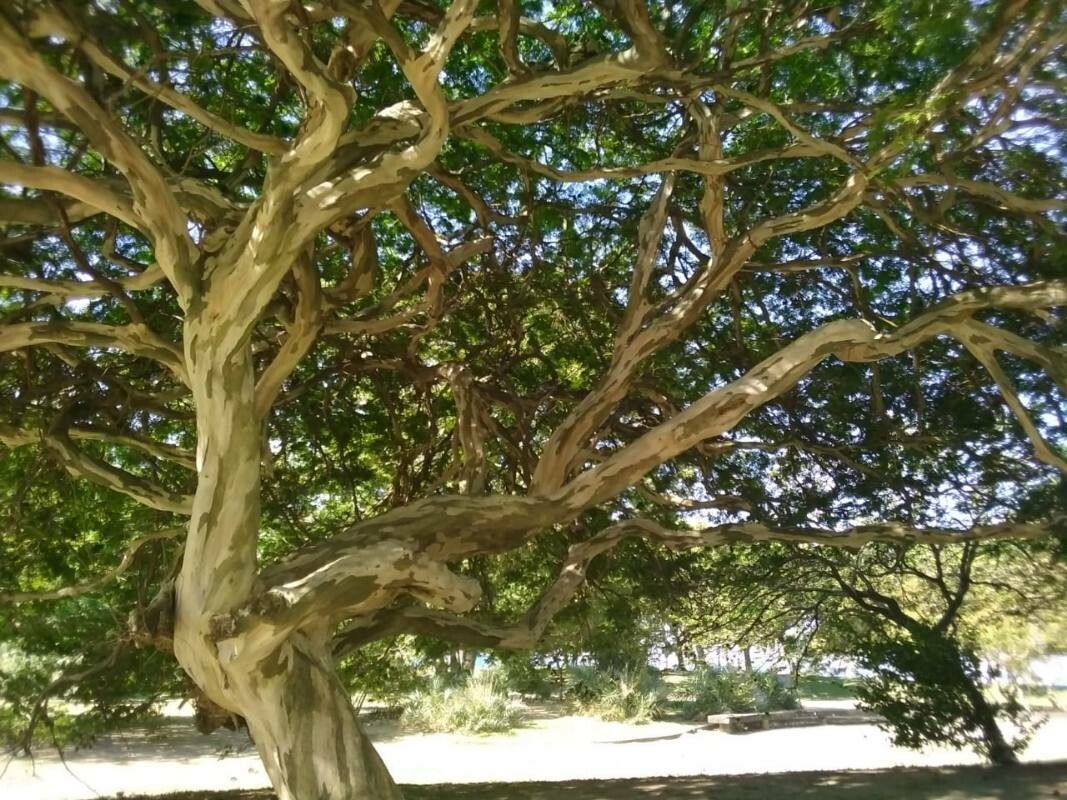 Chloroleucon tortum bark