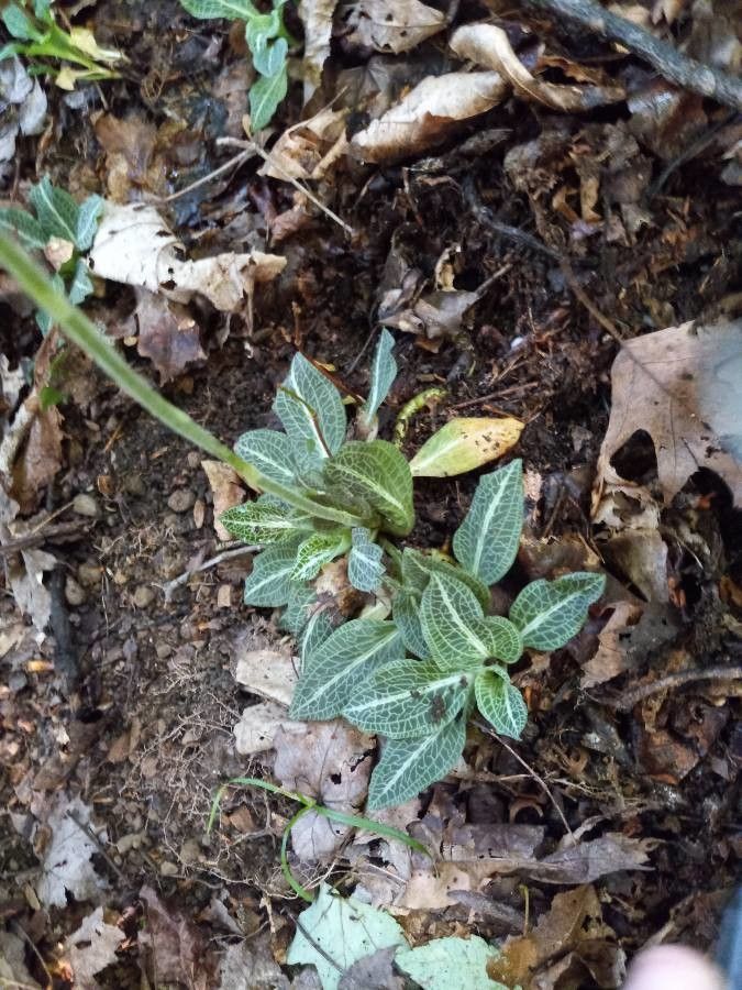 Goodyera pubescens flower